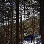 por el bosque