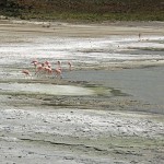 Flamencos, Laguna Amarga