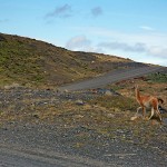 Guanaco