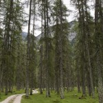 Bosques austríacos (por Javi)